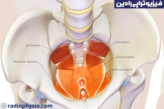 لگن درد، درد کف لگن فیزیوتراپی