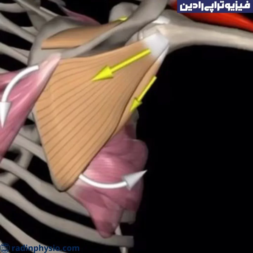 علائم پارگی روتاتور کاف شانه